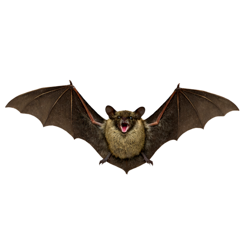 害獣(コウモリ)