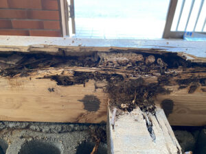 シロアリ被害の例